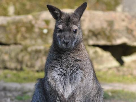 Foto: Facebook ZOO a zámek Zlín - Lešná