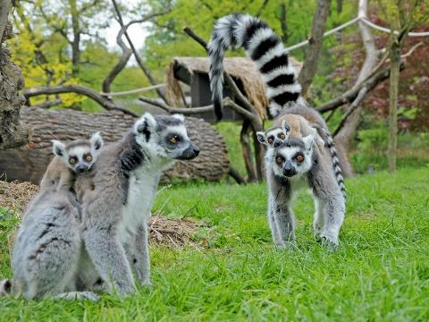 Foto: Facebook ZOO a zámek Zlín - Lešná
