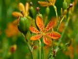 Anginovník čínský -  Belamcanda chinensis (Foto: Wikipedia.org - Tom Murphy VII)
