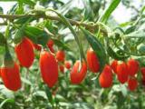 Kustovnice čínská (Goji čínská) - Lycium chinense (Foto: Bylinkář Standa)