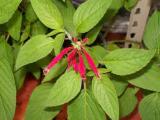 Salvia elegans - Scarlet Pineapple (Foto: Bylinkář Standa)