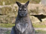 Foto: Facebook ZOO a zámek Zlín - Lešná