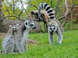 Foto: Facebook ZOO a zámek Zlín - Lešná