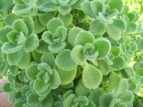 Rýmovník (Plectranthus), Mexický eukalypt (Foto: Bylinkář Standa)