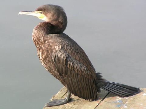 Foto: Wikipedia.org - M.Buschmann