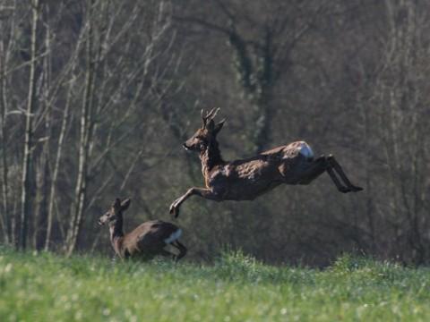 Ilustrační foto (Foto: Wikipedia.org - Teytaud)