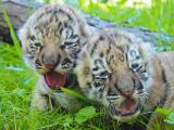 Tygří mláďata (Foto: www.zoozlin.eu)