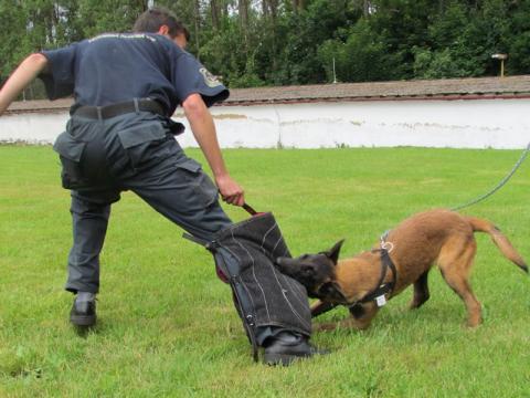 Ilustrační foto (Foto: Petr Homolka)