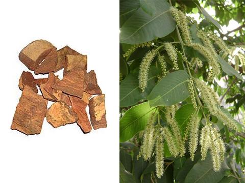 Terminalia arjuna (Foto: Bylinkář Standa)