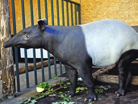 Tapíří slečna Nadira (Foto: www.zoozlin.eu)