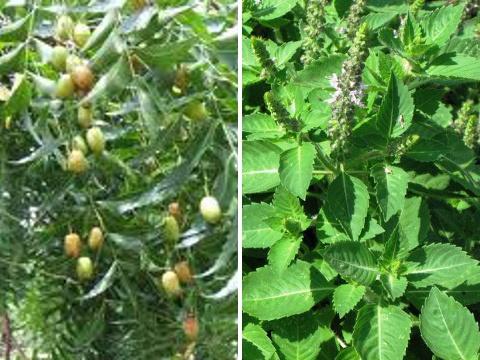 Foto: Bylinkář Standa