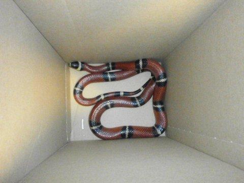 Foto: archiv Městské policie Vsetín