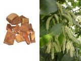 Terminalia arjuna (Foto: Bylinkář Standa)