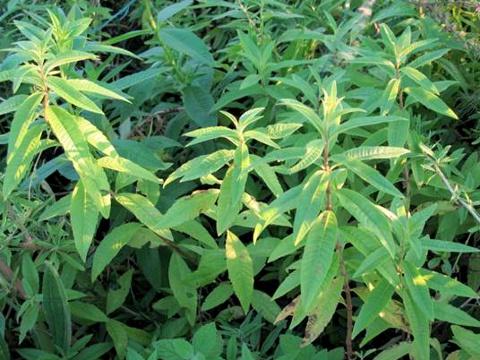 Aloisie trojlistá, sporýš aloiska (Lippia citrodora) (Foto: Bylinkář Standa)