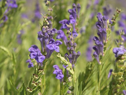 Foto: Bylinkář Standa