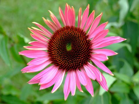 Echinacea-Třapatka nachová (Foto: Wikipedie - Carolin Feneberg)