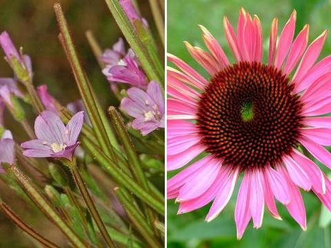 Vrbovka a Echinacea (Foto: Wikipedie - Hectonichus a Carolin Feneberg)