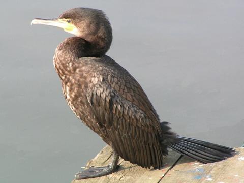 Kormorán velký (Foto: Wikipedie - M.Buschmann)