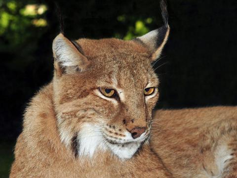 Rys ostrovid (Foto: Wikipedie -  Michael Gäbler)