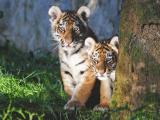 Foto: Facebook ZOO a zámek Zlín - Lešná