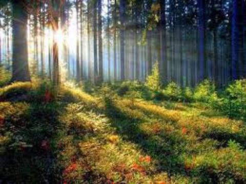 Ilustrační foto (Foto: Bylinkář Standa)