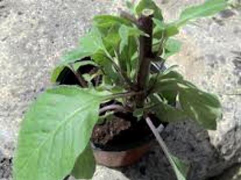 Gynura procumbens (Foto: Bylinkář Standa)