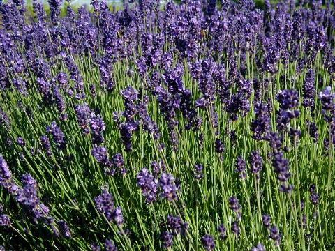 Lavandula angustifolia - levandule lékařská (Foto: Wikipedie - Sten Porse)