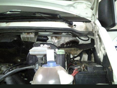 Kočka v motoru (Foto: Autodílna Vykoukal)