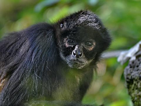 Foto: Facebook ZOO a zámek Zlín - Lešná