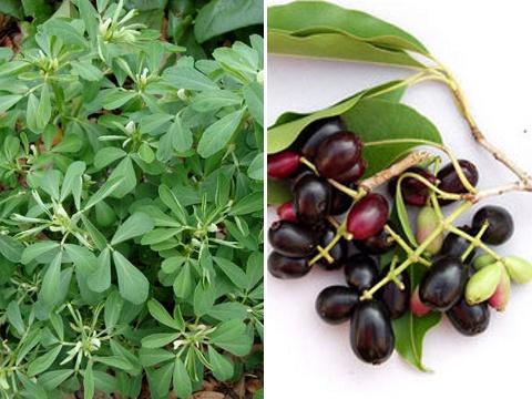 Trigonella foenum a Syzygium Cumini (Foto: Bylinkář Standa)
