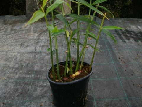 Foto: Bylinkář Standa