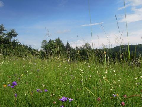 Přírodní památka Dobšena (Foto: Radim Holiš, Wikimedia Commons)