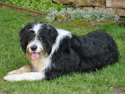 snímek je zdoby, kdy byl Beket ještě štěně (Foto: Ladislav Mach)
