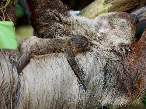 lenochod dvouprstý (Foto: Facebook ZOO a zámek Zlín - Lešná)
