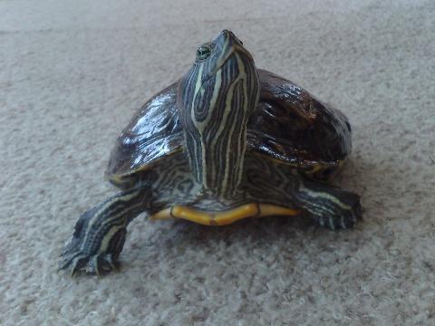 želva nádherná (Foto: Wikipedie - Calmik)