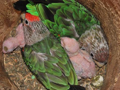 papoušek šedohlavý (Foto: Facebook ZOO a zámek Zlín - Lešná)