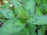 Vietnamský koriandr - Persicaria odorata (Foto: Bylinkář Standa)
