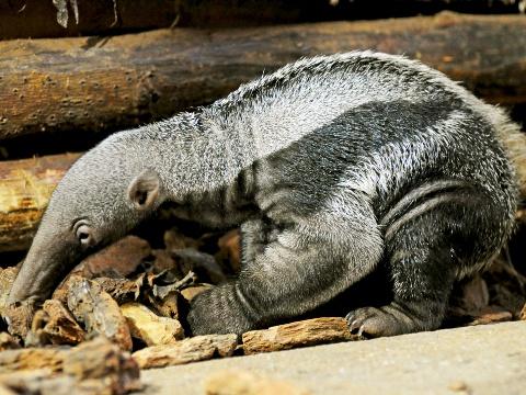 Foto: ZOO a zámek Zlín - Lešná