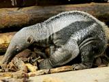 Foto: ZOO a zámek Zlín - Lešná