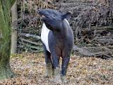 Tapíří samice Nadira (Foto: Facebook ZOO a zámek Zlín - Lešná)