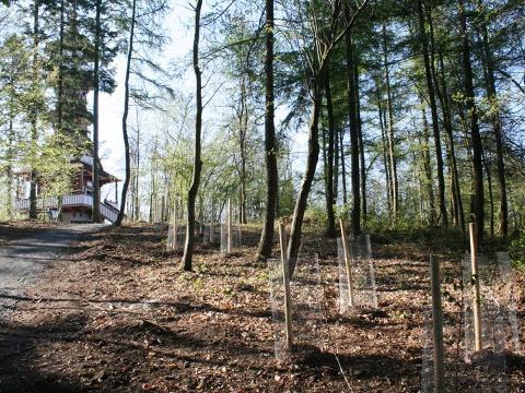 nová zeleň v lesoparku na Jurkovičově rozhledně (Foto: MěÚ Rožnov p. R.)