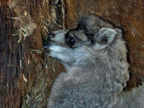 Foto: Facebook ZOO a zámek Zlín - Lešná