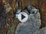 Foto: Facebook ZOO a zámek Zlín - Lešná