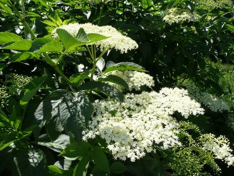 Bez černý - Sambucus nigra (Foto: Wikimedia - Jonathan Billinger)