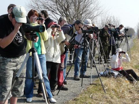 Ilustrační foto (Foto: Moravský ornitologický spolek)