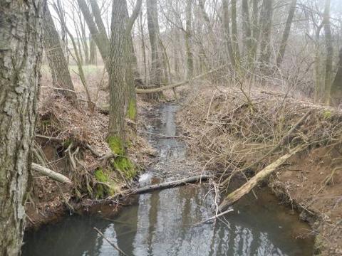 před údržbou břehu (Foto: Povodí Moravy)