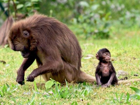 Foto: Facebook ZOO a zámek Zlín - Lešná