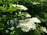 Bez černý - Sambucus nigra (Foto: Wikimedia - Jonathan Billinger)