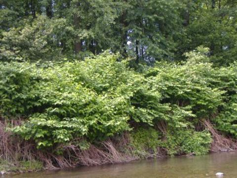 Křídlatka (Foto: salamandr.info)