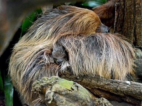 Foto: Facebook Zámek a park Lešná